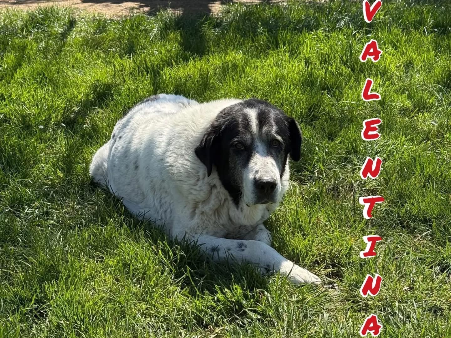 Adotta un cane, maschio, 11 anni e 11 mesi, Viterbo