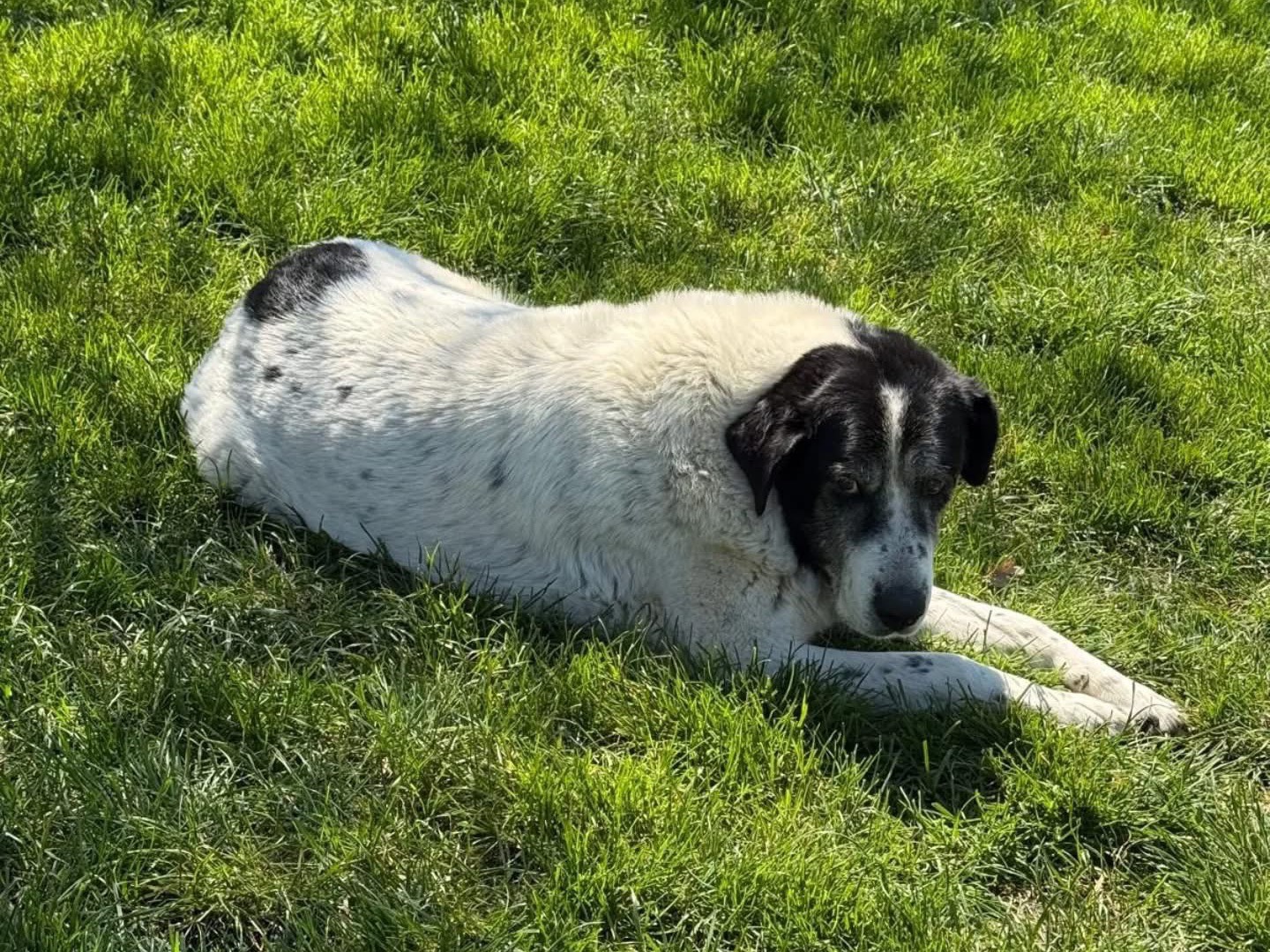 Adotta un cane, taglia grande, maschio, Viterbo