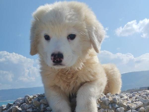 Adotta un cane, taglia grande, femmina, Vibo