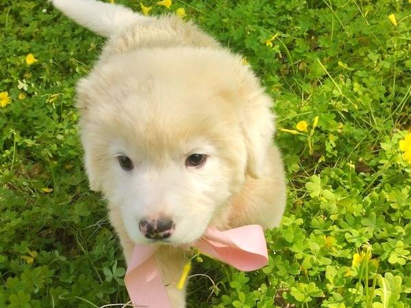 Vuoi adottare un cane a Vibo?