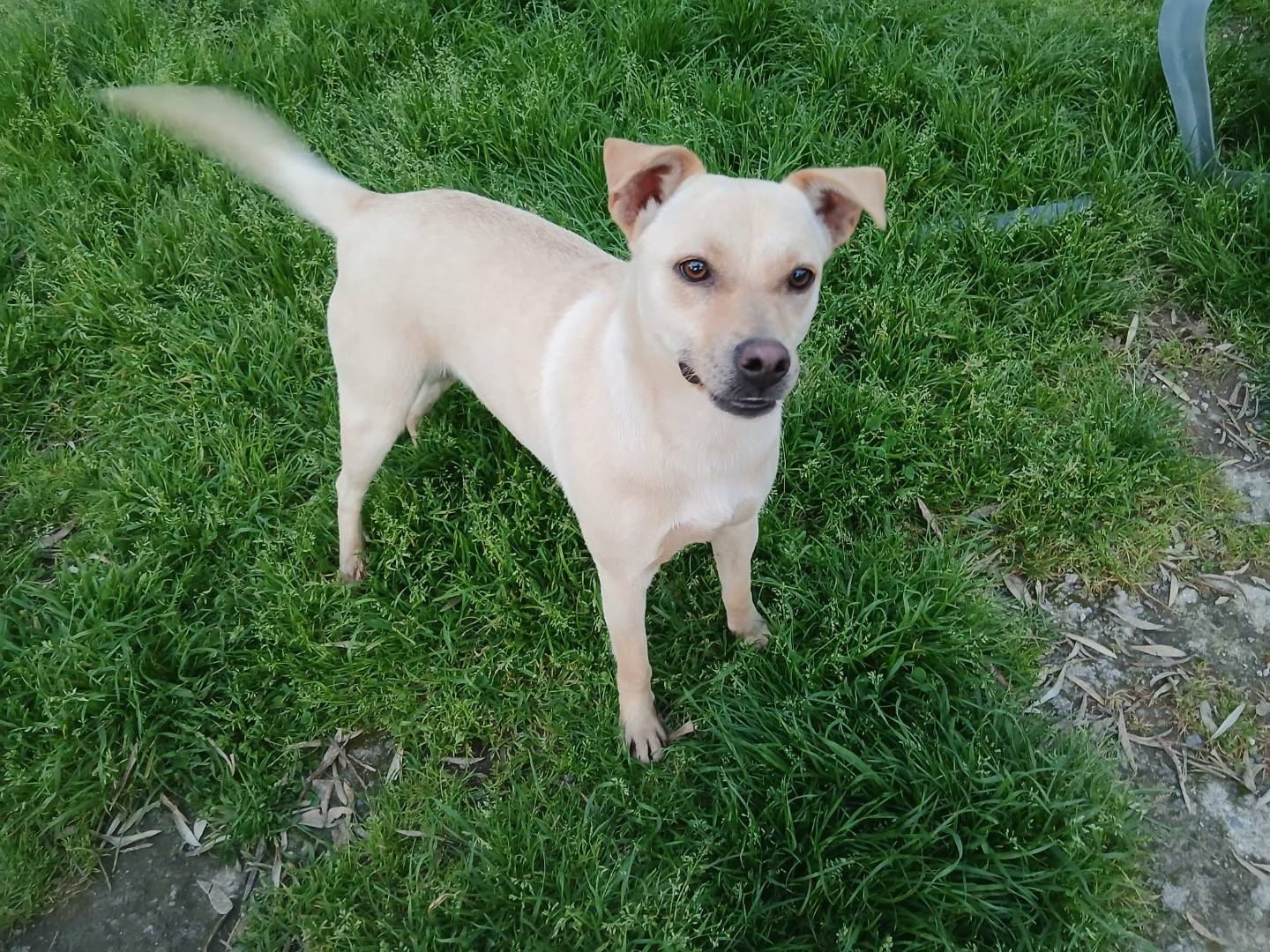 Adozione cane, femmina, Razza sconosciuta Razza sconosciuta, 5 anni e 3 mesi, taglia media, Vibo