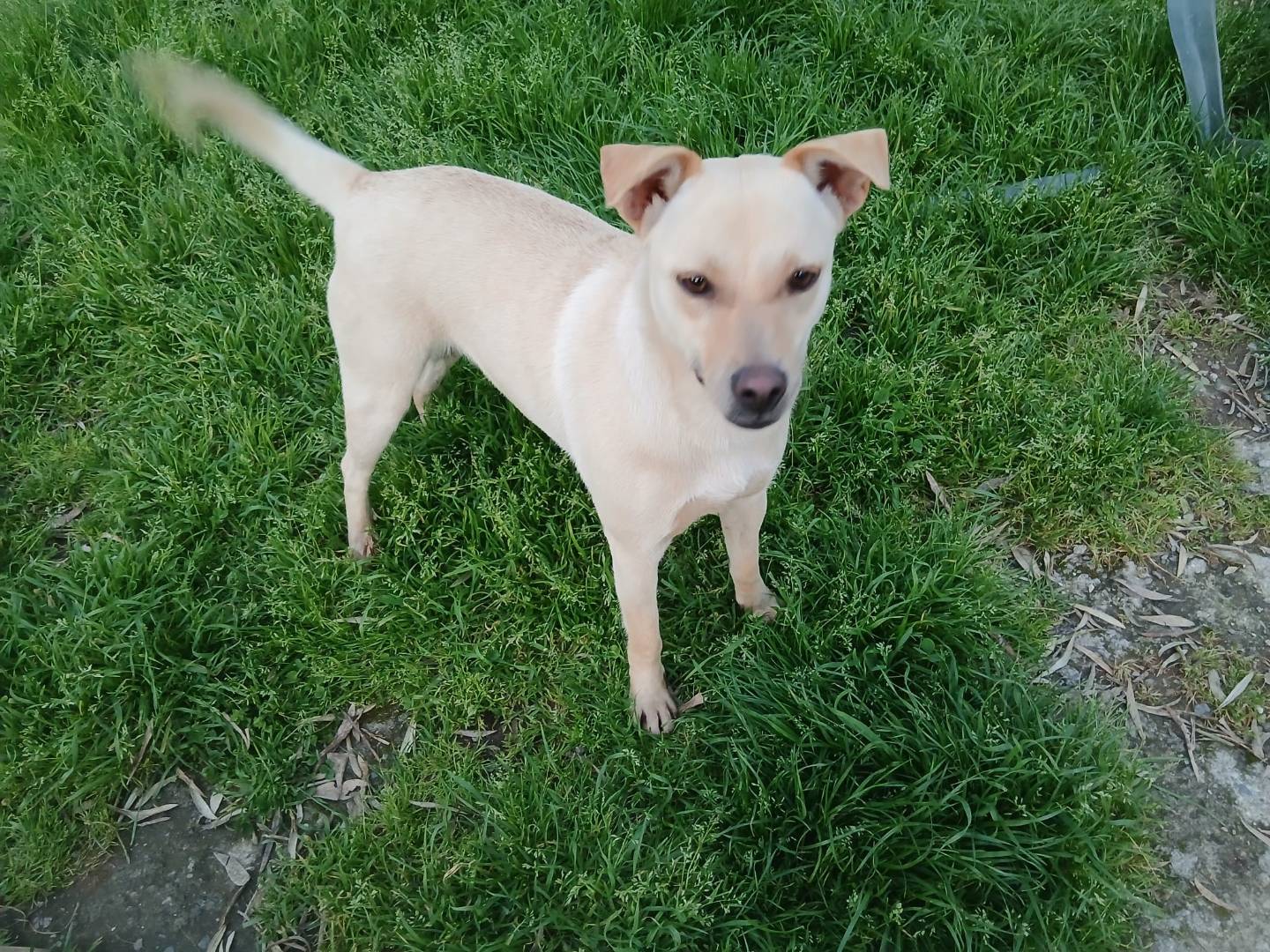 Adotta un cane, femmina, 5 anni e 3 mesi, Vibo