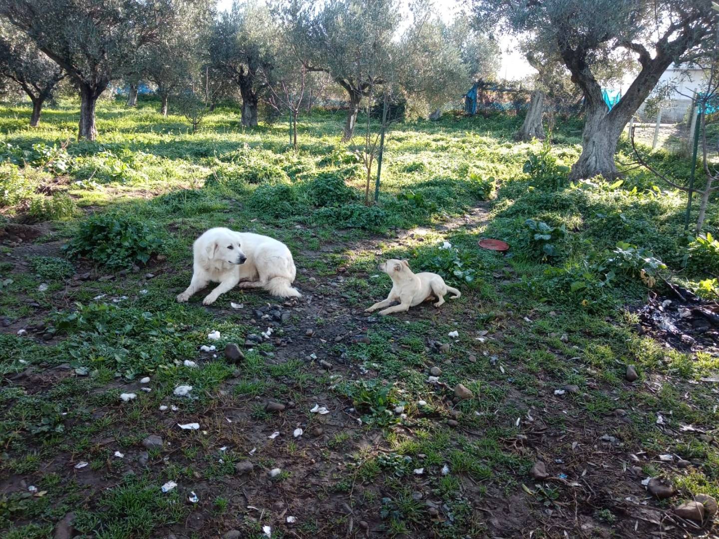 Adotta il cane TERRY a Vibo