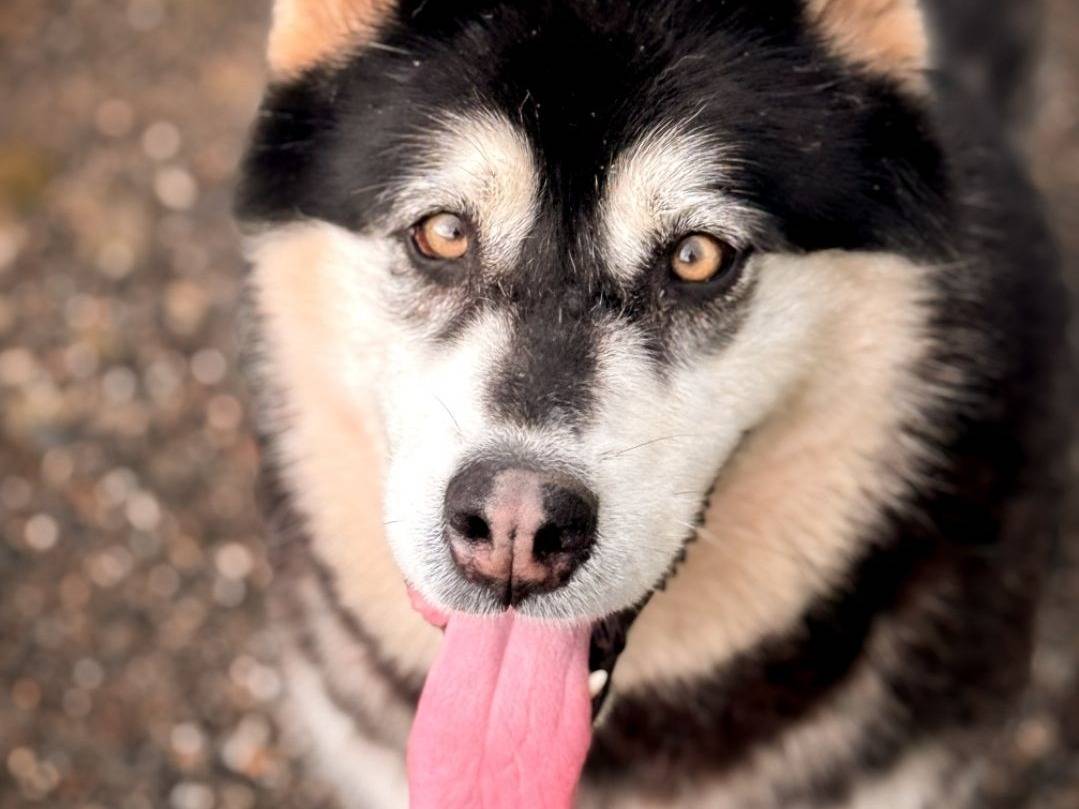 Adozione cane, femmina, Siberian Husky Razza sconosciuta, 5 anni e 10 mesi, taglia grande, Crotone