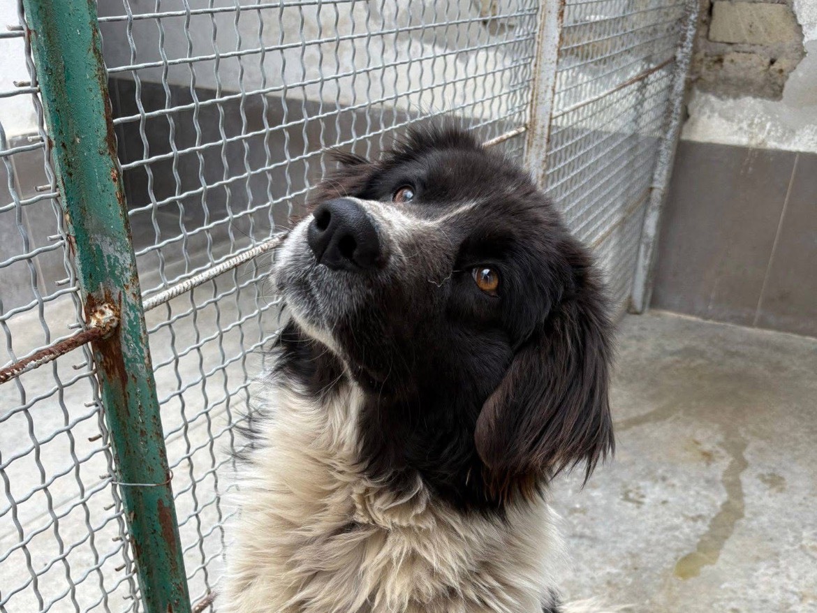 Adozione cane, maschio, Border Collie Pastore maremmano, 2 anni e 1 mese, taglia grande, Caserta