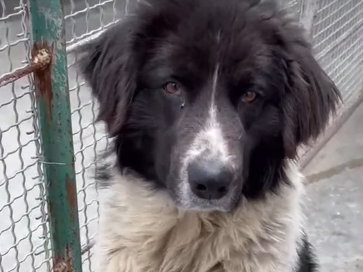 Adotta un cane, maschio, 2 anni e 1 mese, Caserta