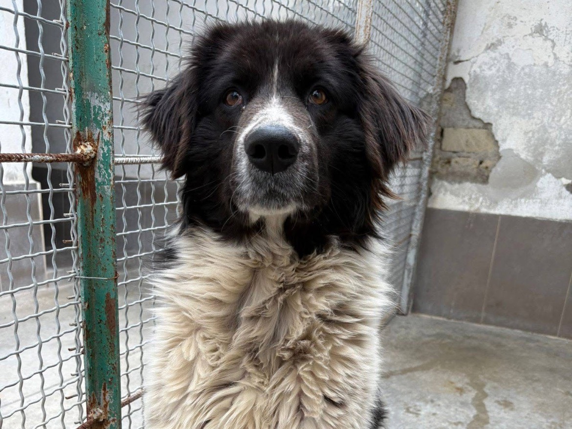 Adotta un cane, taglia grande, maschio, Caserta