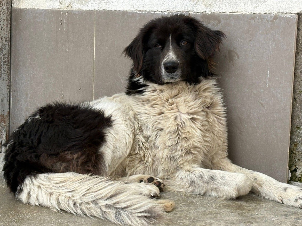 Vuoi adottare un cane a Caserta?