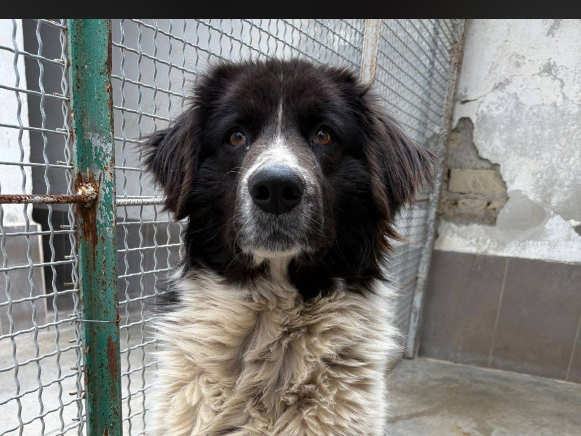 Adotta il cane NANDO a Caserta