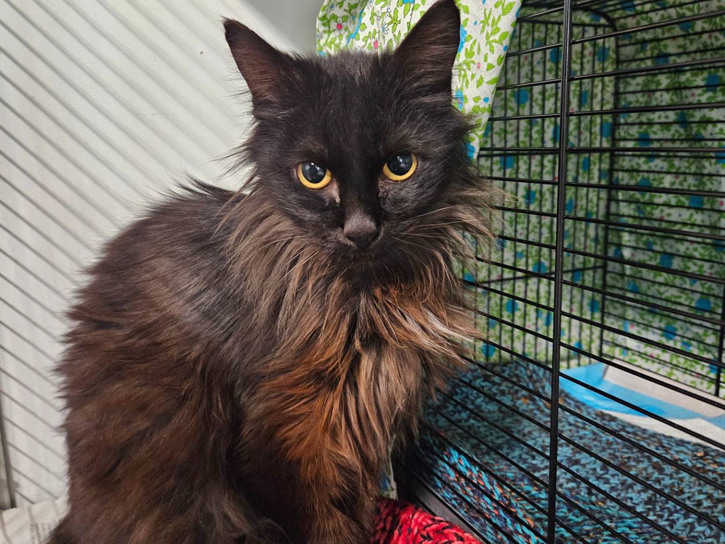 Adotta un gatto, femmina, 4 mesi, Milano