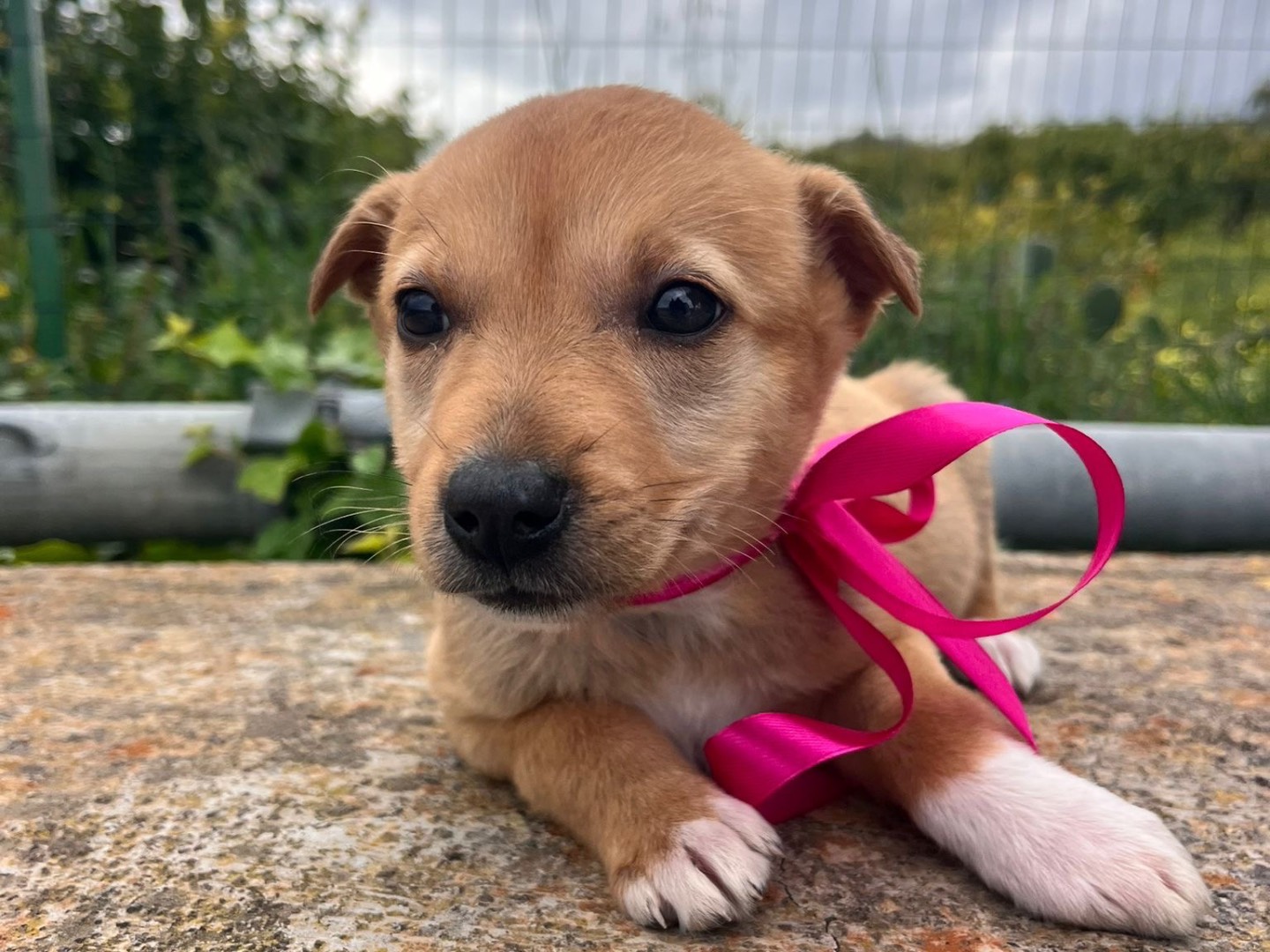 Adozione cane, femmina, Razza sconosciuta Razza sconosciuta, 3 mesi, taglia media, Siracusa