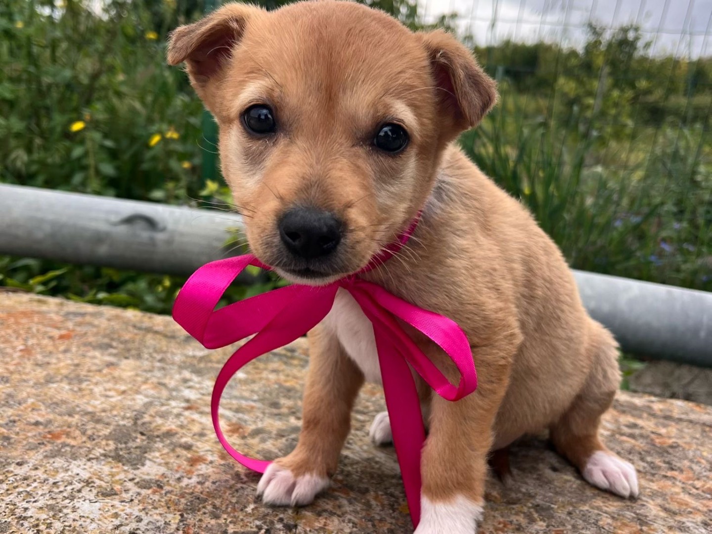 Adotta un cane, femmina, 3 mesi, Siracusa