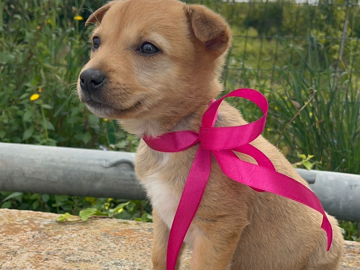 Adotta un cane, taglia media, femmina, Siracusa