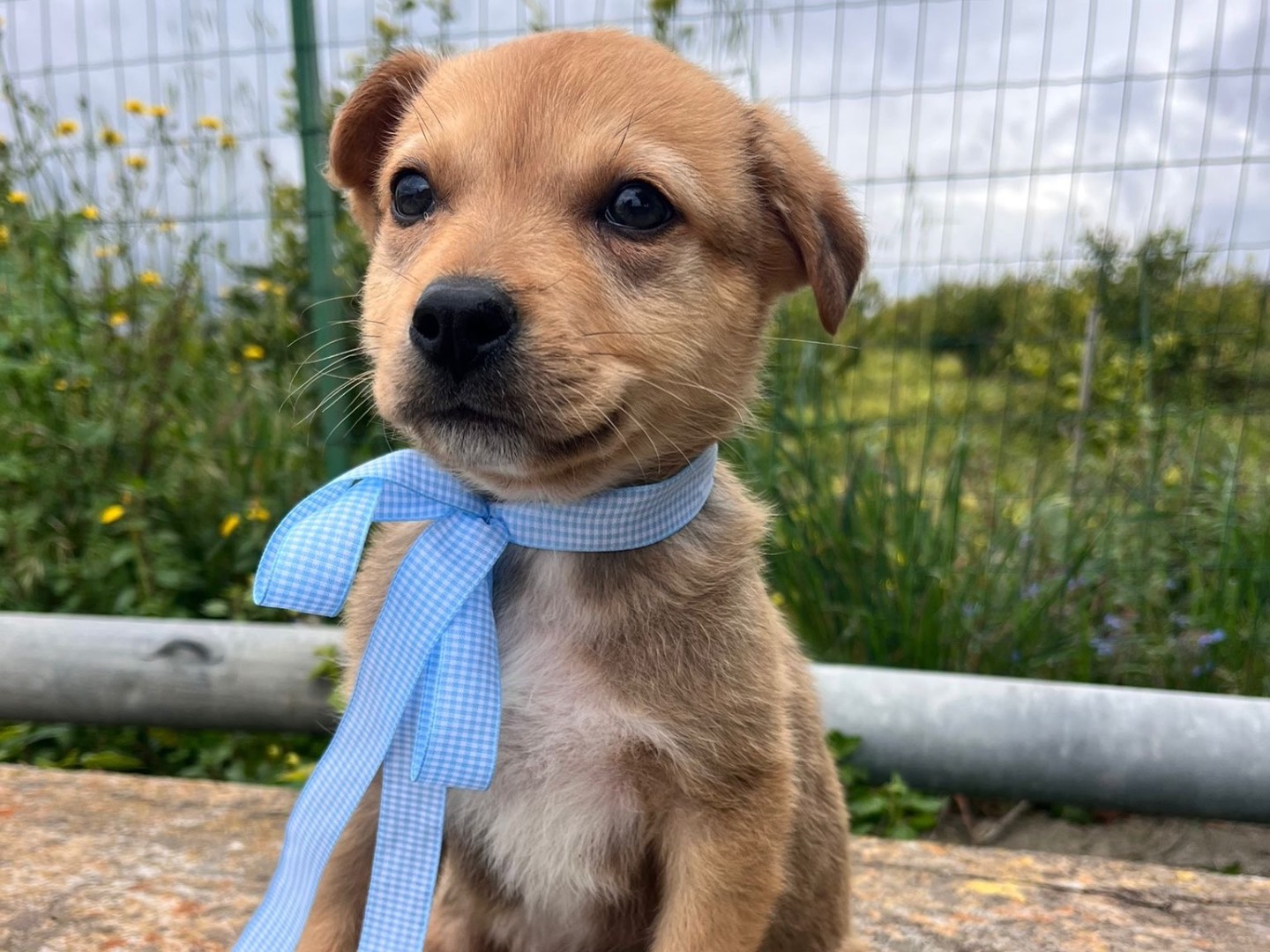 Adozione cane, femmina, Razza sconosciuta Razza sconosciuta, 3 mesi, taglia media, Siracusa