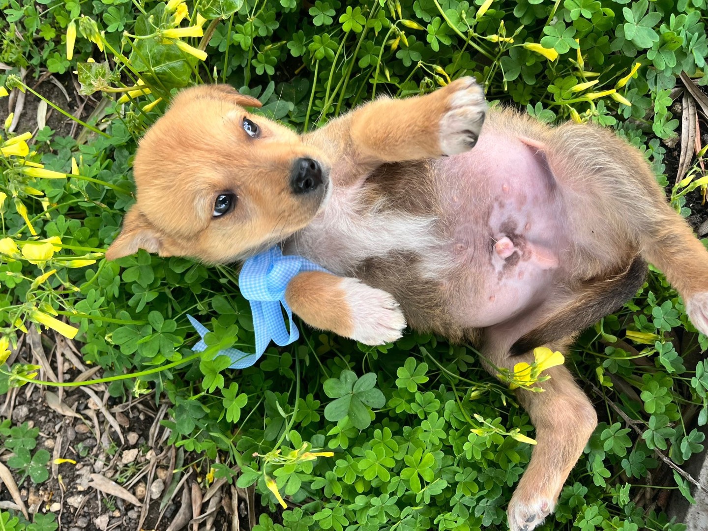 Adotta un cane, taglia media, femmina, Siracusa