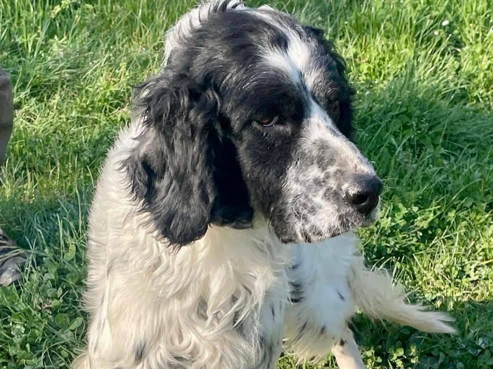Adozione cane, maschio, Setter Inglese Razza sconosciuta, 6 anni e 2 mesi, taglia media, Macerata