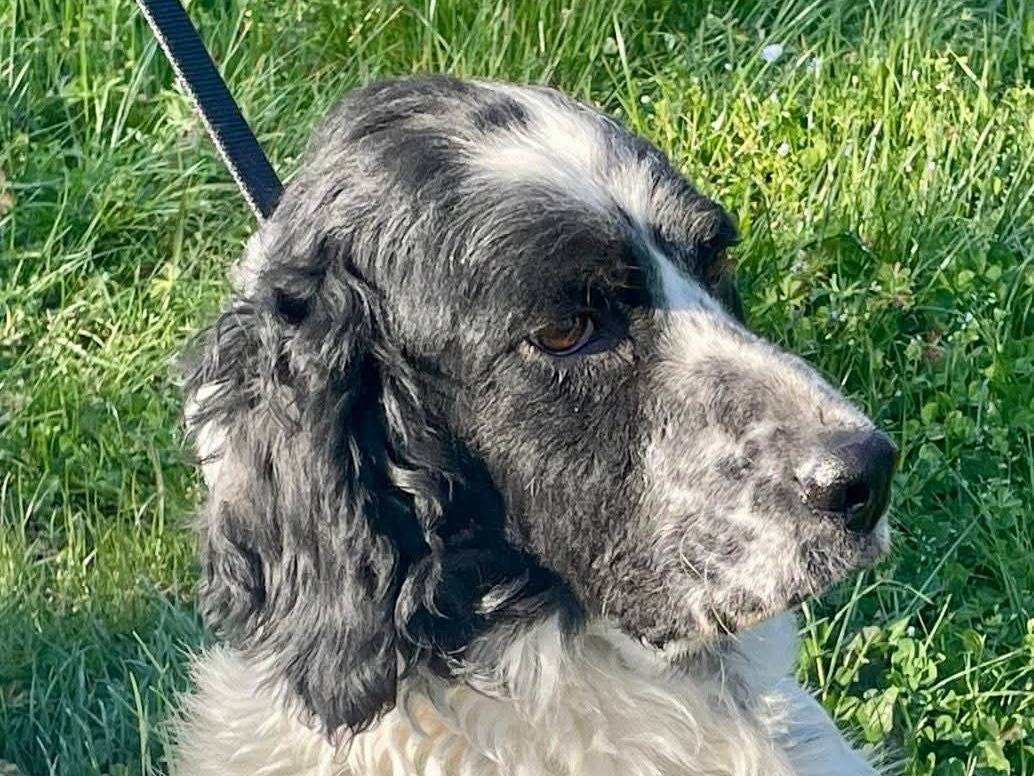 Adotta un cane, maschio, 6 anni e 2 mesi, Macerata