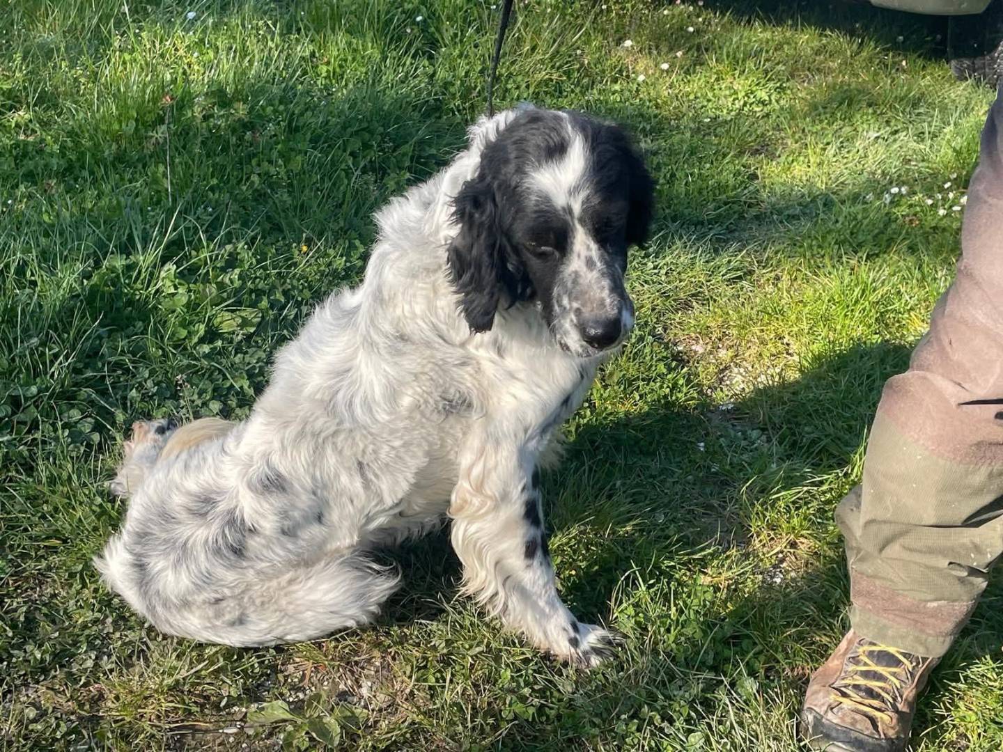 Adotta un cane, taglia media, maschio, Macerata