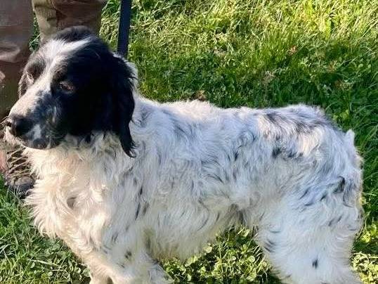 Vuoi adottare un cane a Macerata?