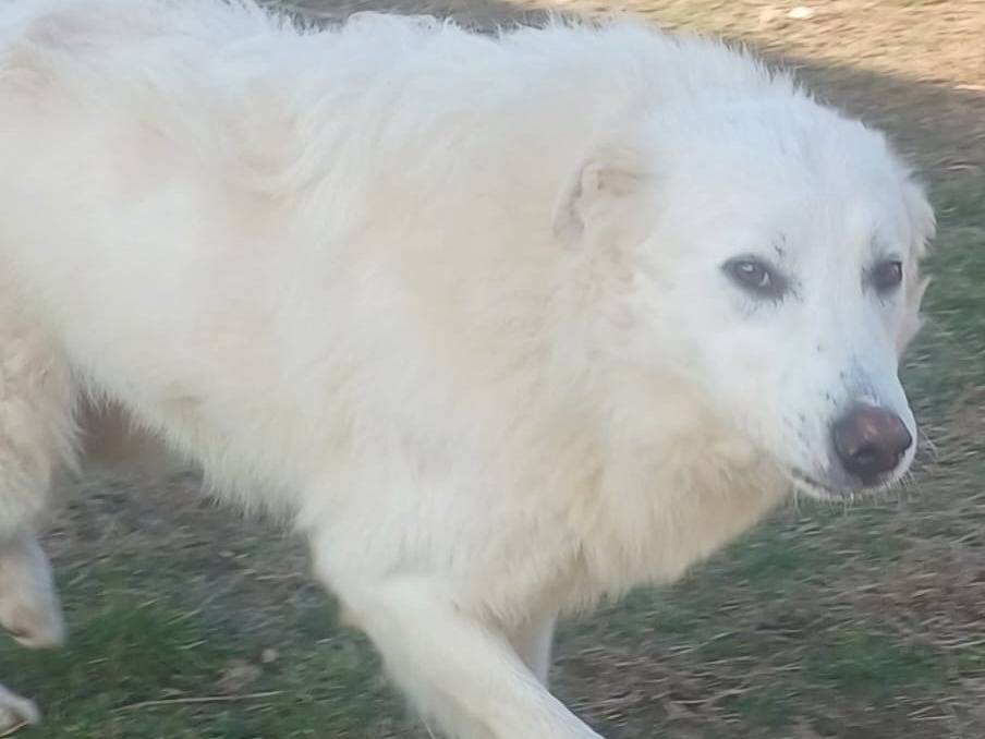 Adozione cane, maschio, Razza sconosciuta Razza sconosciuta, 3 anni e 7 mesi, taglia grande, Mantova