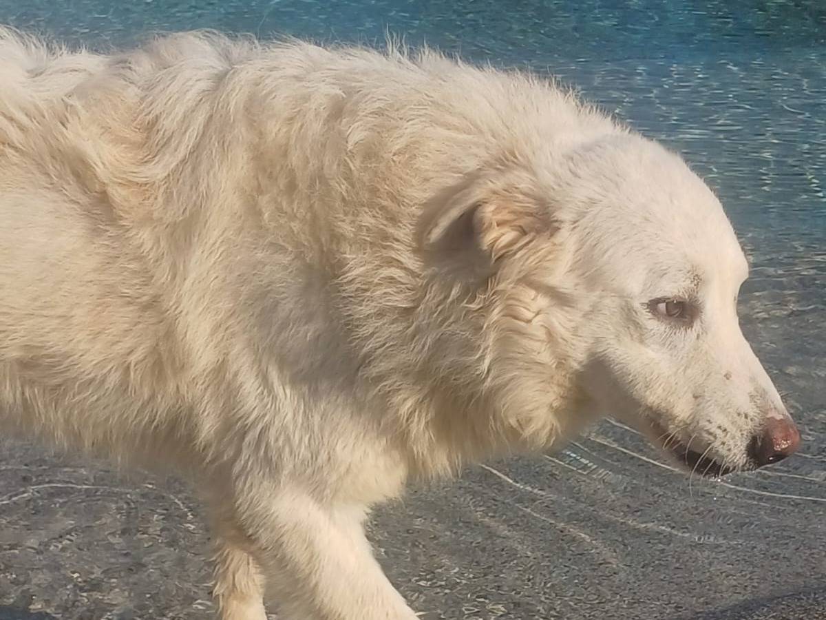 Adotta un cane, taglia grande, maschio, Mantova