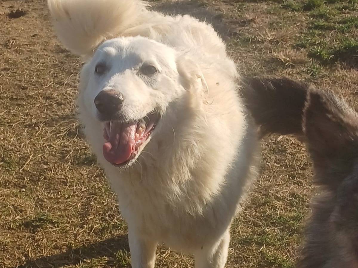 Adotta il cane SNIPPER a Mantova