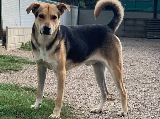 Adozione cane, maschio, Razza sconosciuta Razza sconosciuta, 4 anni e 5 mesi, taglia media, Como