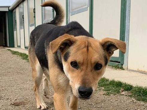 Adotta un cane, taglia media, maschio, Como