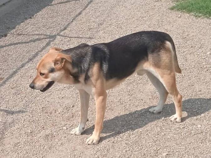 Adotta il cane Poseidone a Como