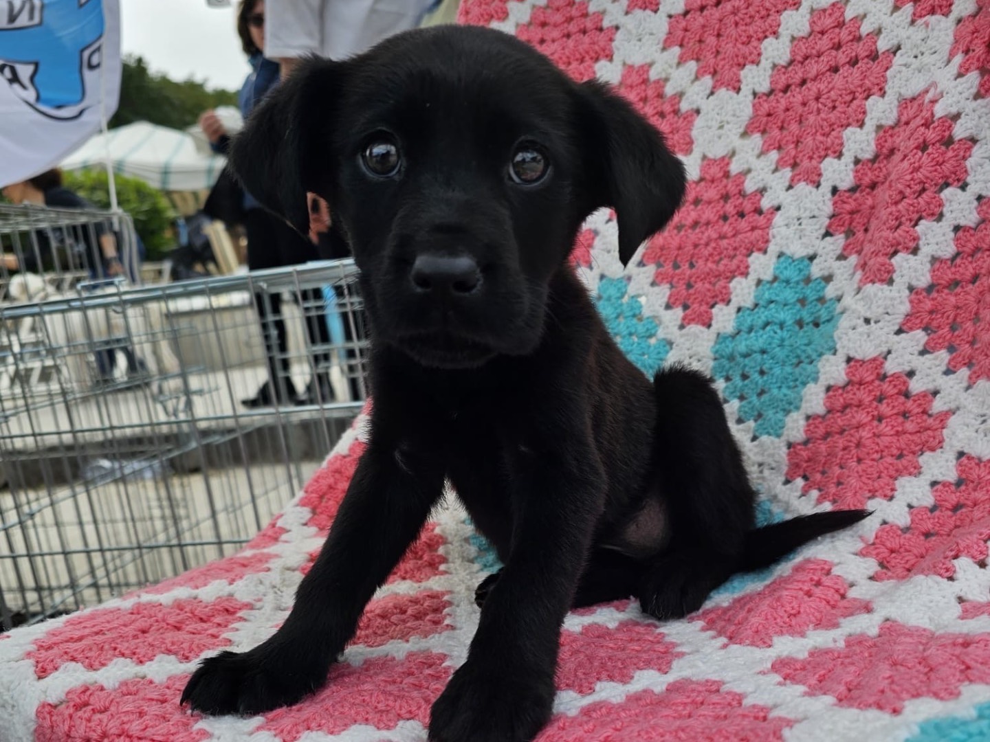 Adozione cane, femmina, Razza sconosciuta Razza sconosciuta, 2 mesi, taglia media, Siracusa