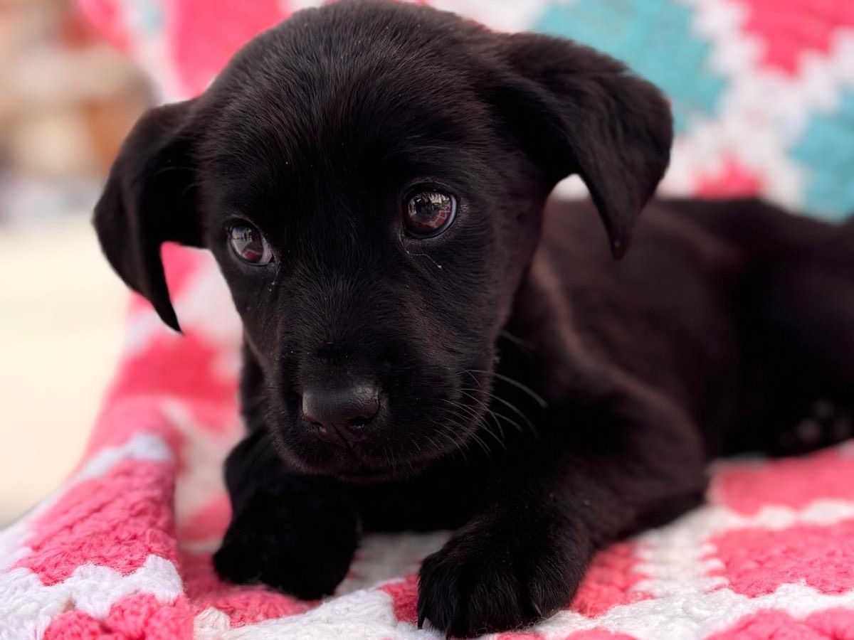 Adotta un cane, femmina, 2 mesi, Siracusa