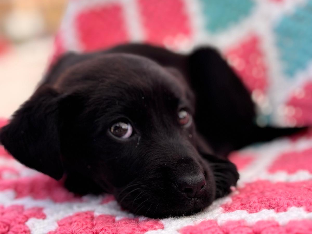 Adotta un cane, taglia media, femmina, Siracusa