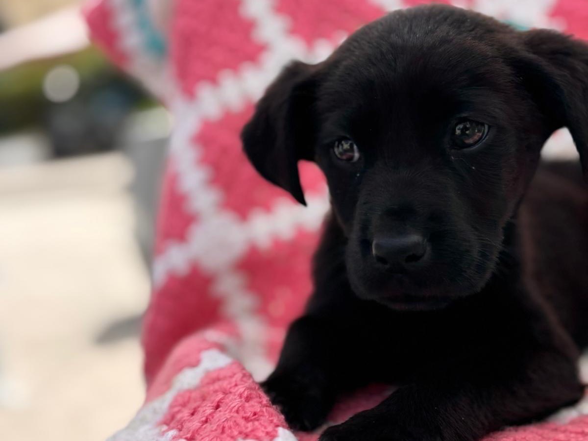 Vuoi adottare un cane a Siracusa?