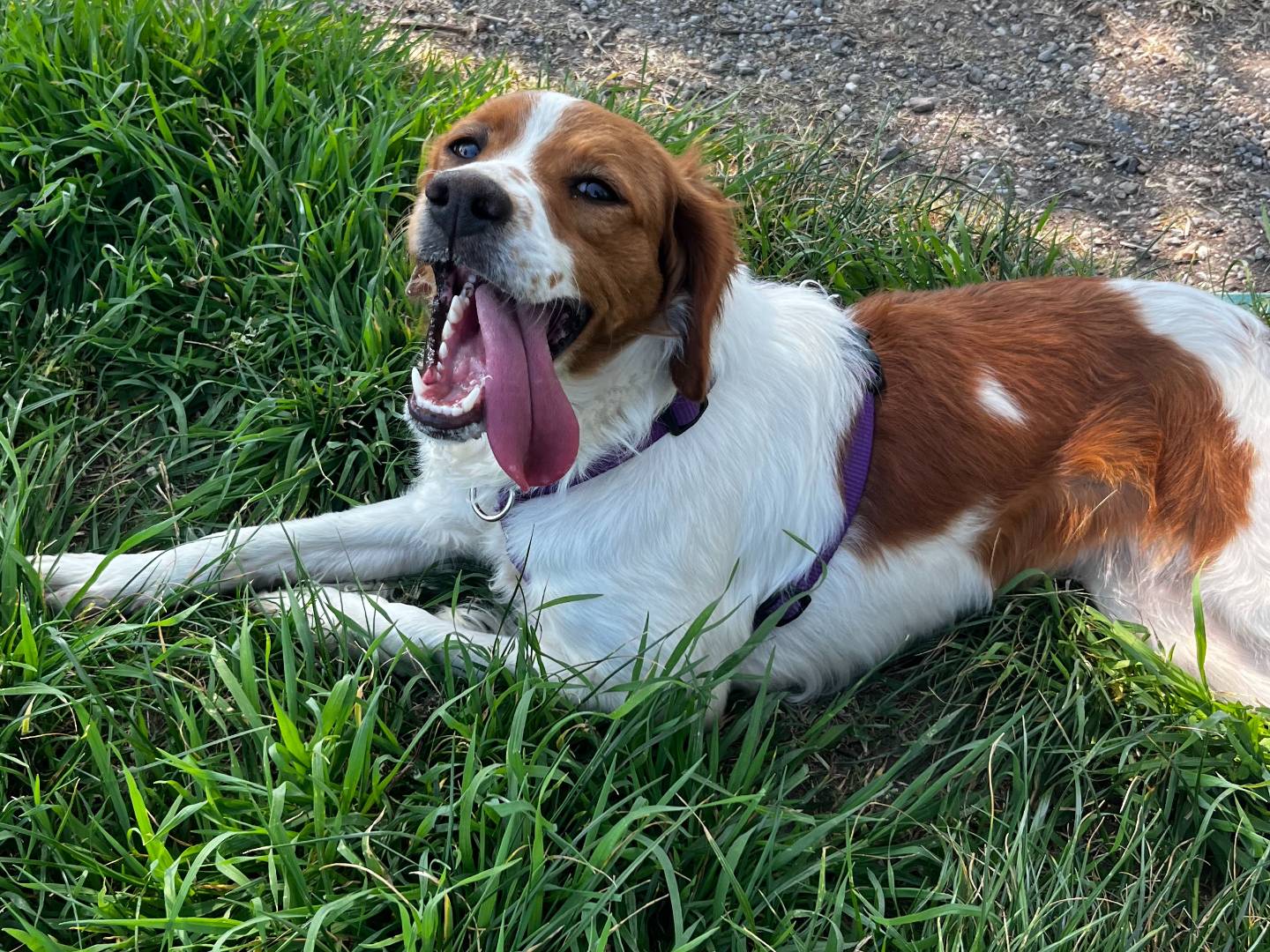 Adozione cane, femmina, Breton Razza sconosciuta, 2 anni e 6 mesi, taglia media contenuta, Milano