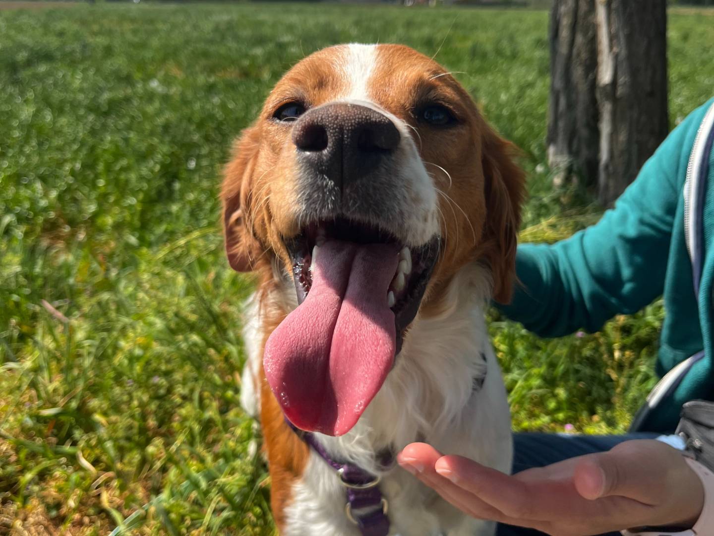 Adotta un cane, femmina, 2 anni e 6 mesi, Milano