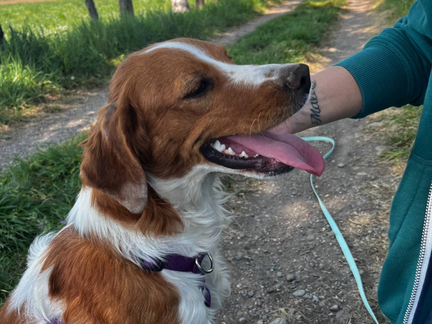 Adotta un cane, taglia media contenuta, femmina, Milano