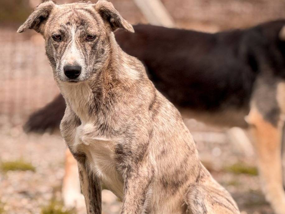 Adozione cane, femmina, Razza sconosciuta Razza sconosciuta, 1 anno e 5 mesi, taglia media contenuta, Crotone