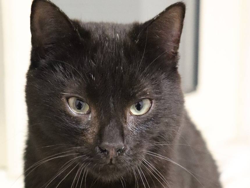 Adozione gatto, femmina, Razza sconosciuta Razza sconosciuta, 1 anno e 6 mesi, taglia non valida, Barletta