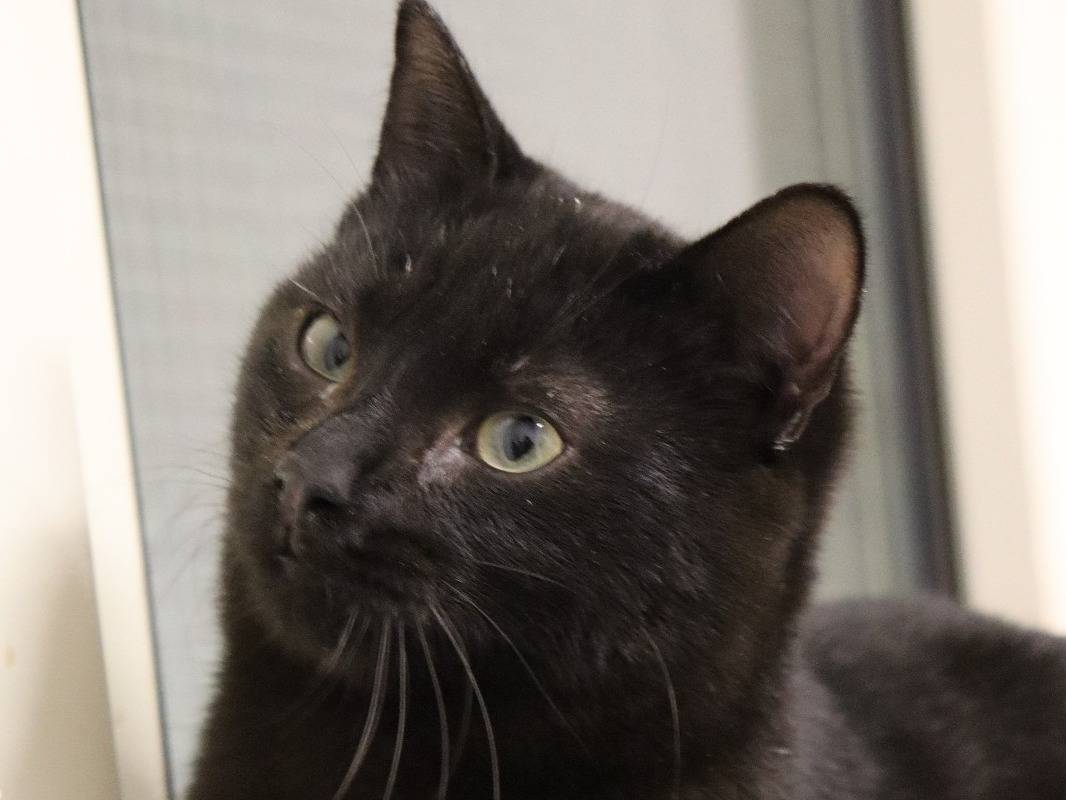 Adotta un gatto, femmina, 1 anno e 6 mesi, Barletta