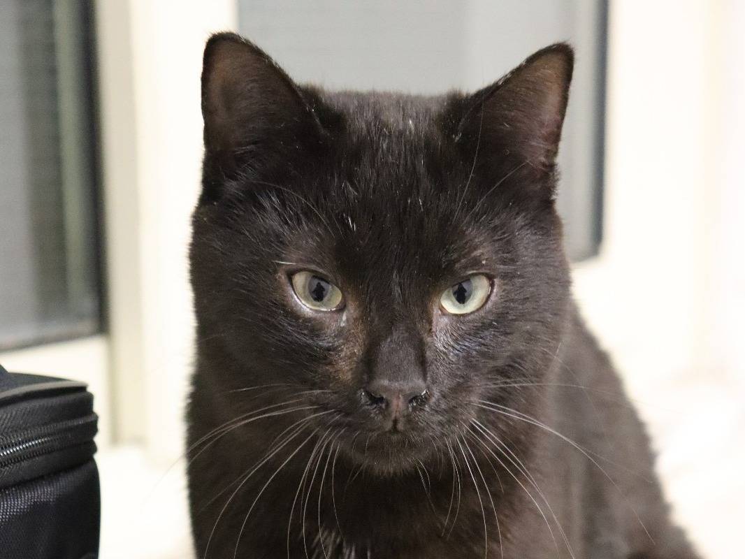 Adotta un gatto, taglia non valida, femmina, Barletta