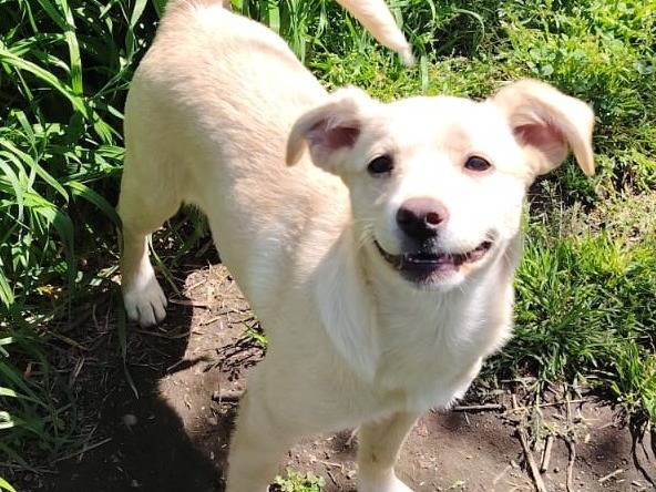 Adozione cane, femmina, Razza sconosciuta Razza sconosciuta, 3 mesi, taglia media contenuta, Bologna