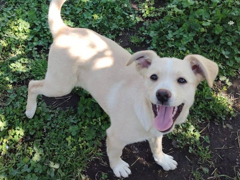 Adotta un cane, femmina, 3 mesi, Bologna