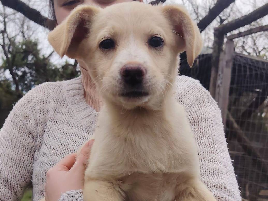 Adotta un cane, taglia media contenuta, femmina, Bologna