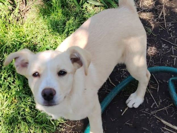 Vuoi adottare un cane a Bologna?