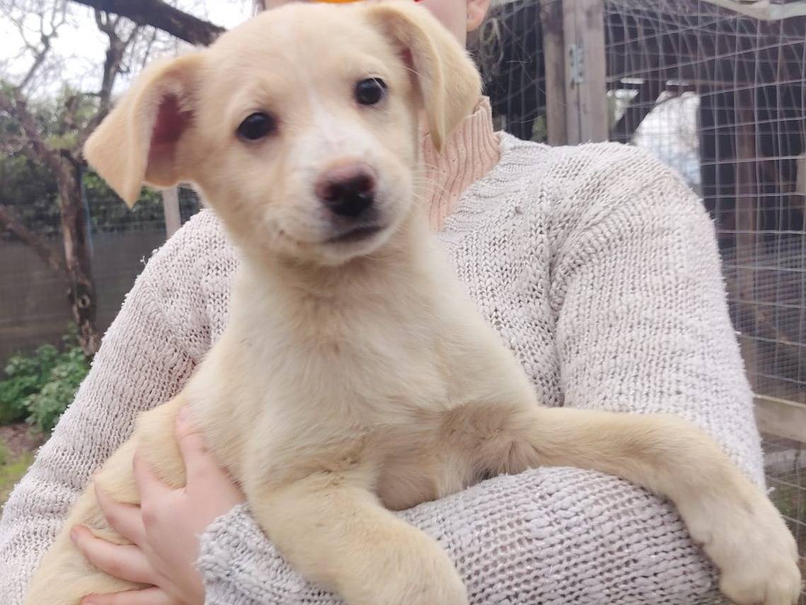 Adotta il cane VALENTINA a Bologna