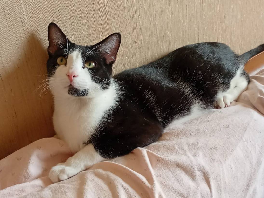 Adotta il gatto Lapo a Trapani