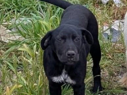 Adozione cane, femmina, Labrador Retriever Razza sconosciuta, 6 mesi, taglia media contenuta, Napoli