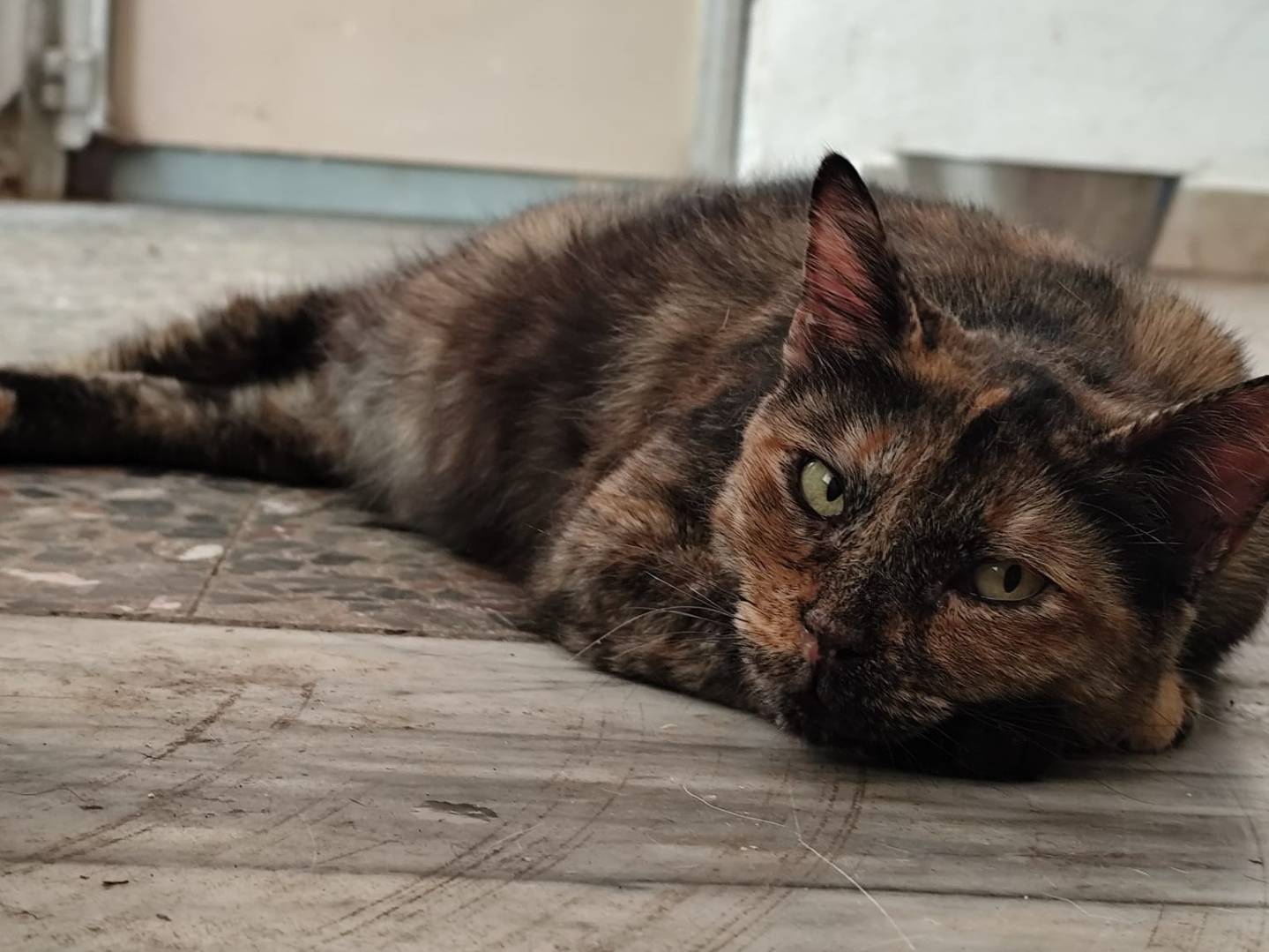 Adozione gatto, femmina, Razza sconosciuta Razza sconosciuta, 5 anni e 9 mesi, taglia non valida, Messina