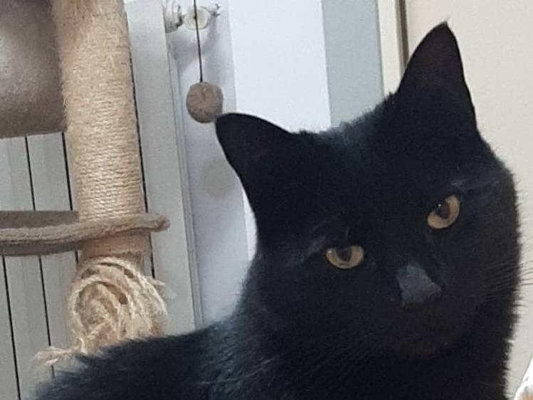 Adozione gatto, maschio, Razza sconosciuta Razza sconosciuta, 6 anni e 1 mese, taglia non valida, Catanzaro