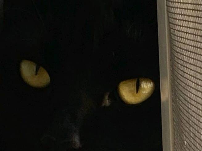 Adotta un gatto, taglia non valida, maschio, Catanzaro